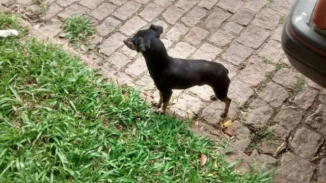 Cachorro ra a indefinido idade 2 anos nome Sem nome