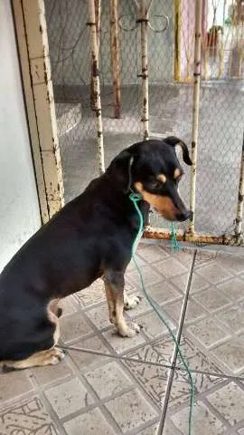 Cachorro ra a indefinido idade 2 anos nome Sem nome