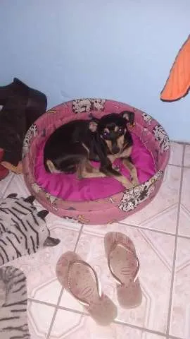 Cachorro ra a indefinido idade 2 anos nome Sem nome