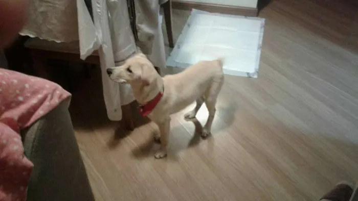Cachorro ra a mestiço de labrador idade 2 a 6 meses nome Marley