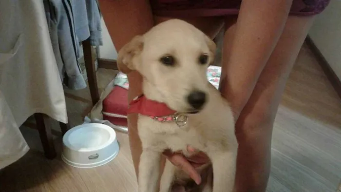 Cachorro ra a mestiço de labrador idade 2 a 6 meses nome Marley
