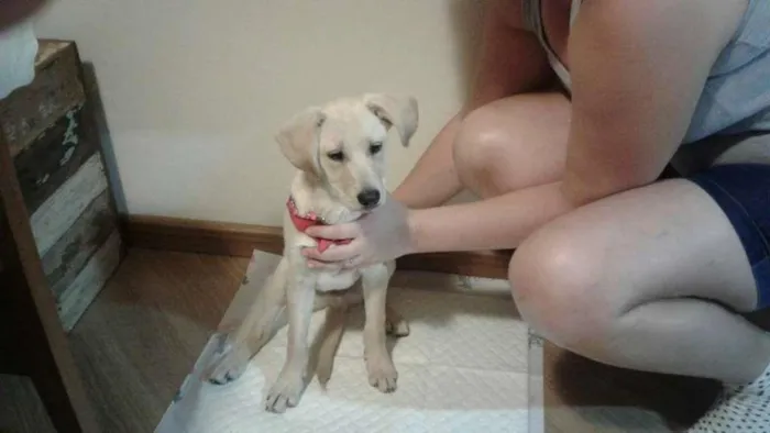 Cachorro ra a mestiço de labrador idade 2 a 6 meses nome Marley