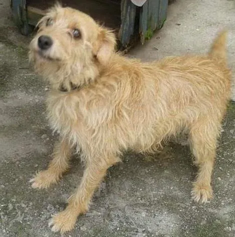 Cachorro ra a Vira lata idade 7 a 11 meses nome Pink