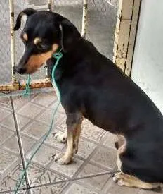 Cachorro ra a indefinido idade 2 anos nome Sem nome