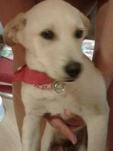 Cachorro ra a mestiço de labrador idade 2 a 6 meses nome Marley