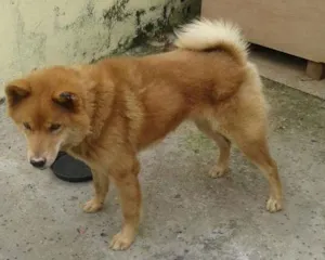 Cachorro raça Akita idade 5 anos nome Nick