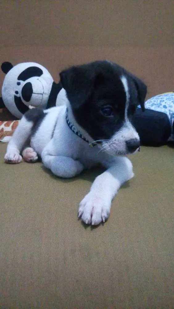 Cachorro ra a vira lata idade 2 a 6 meses nome Dolinho