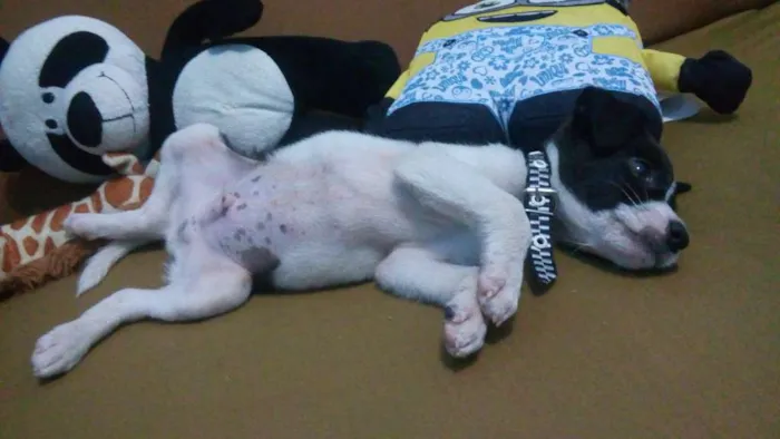 Cachorro ra a vira lata idade 2 a 6 meses nome Dolinho