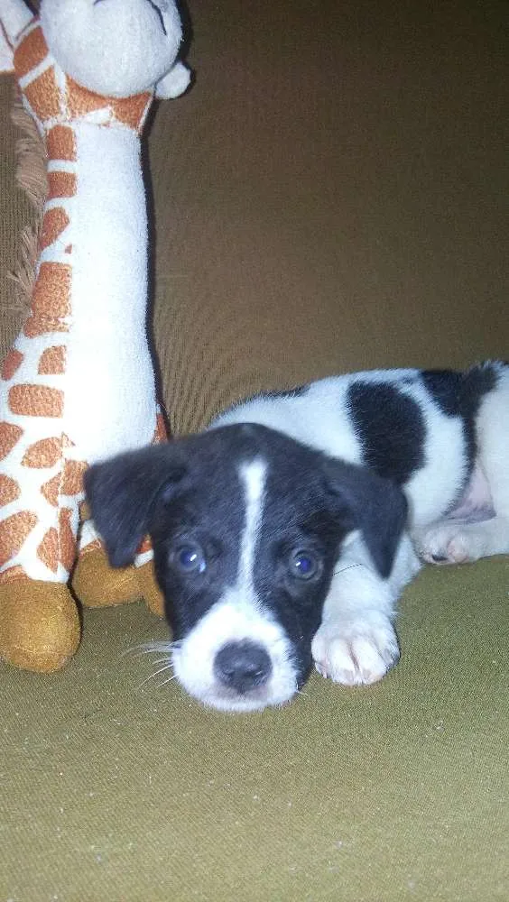 Cachorro ra a vira lata idade 2 a 6 meses nome Dolinho
