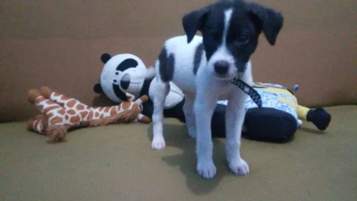 Cachorro ra a vira lata idade 2 a 6 meses nome Dolinho
