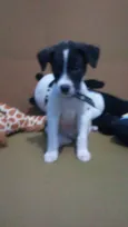 Dolinho