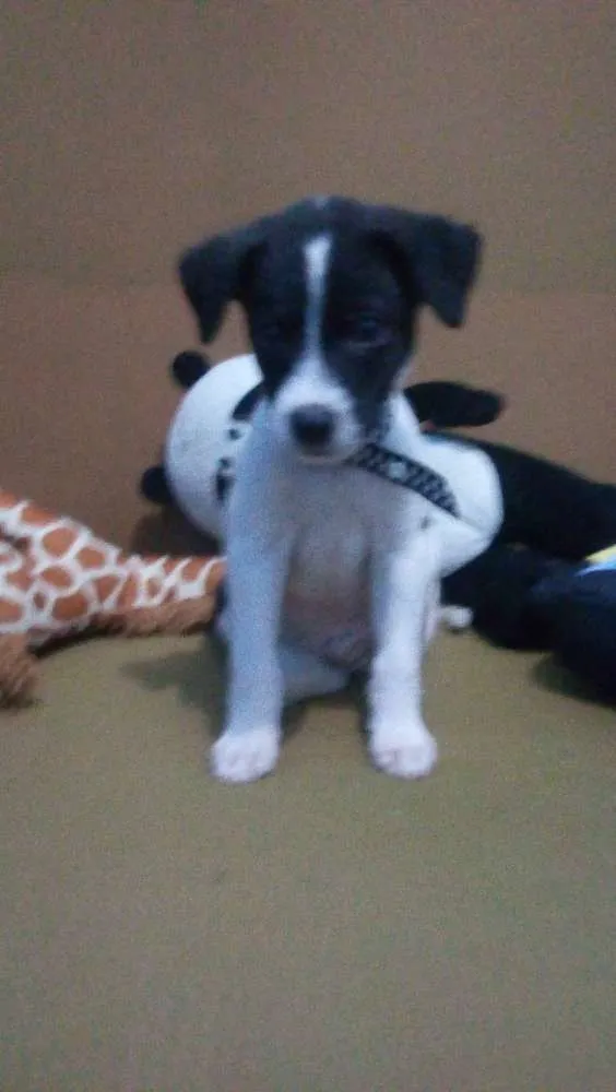 Cachorro ra a vira lata idade 2 a 6 meses nome Dolinho