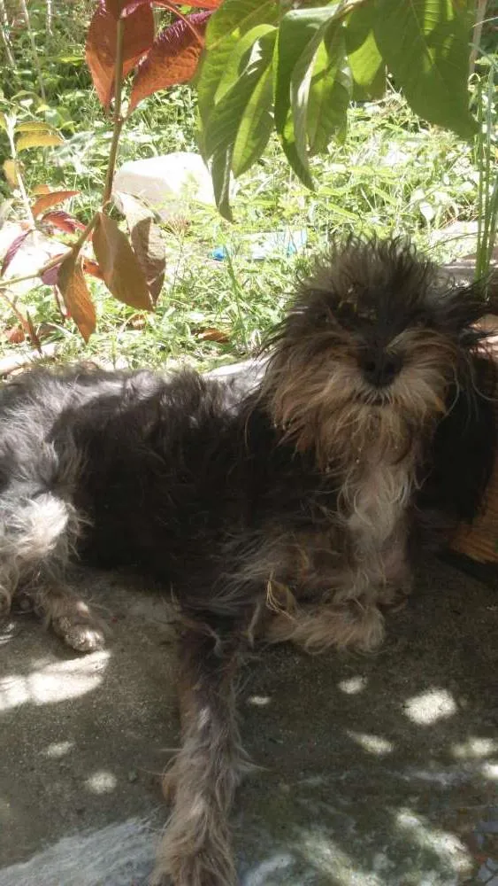 Cachorro raça N sei  idade 2 a 6 meses nome Belinha 
