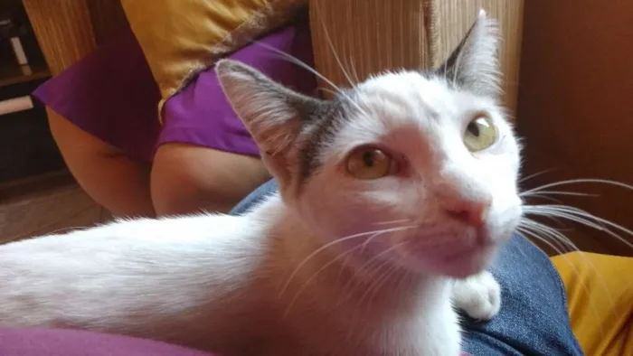 Gato raça não definida idade 2 a 6 meses nome Branquinha