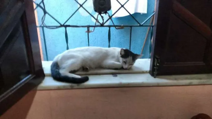 Gato raça não definida idade 2 a 6 meses nome Branquinha