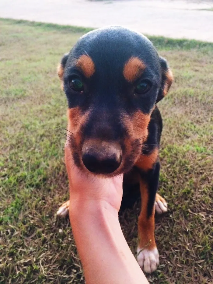 Cachorro ra a Indefinida idade 2 a 6 meses nome Ainda não tem 