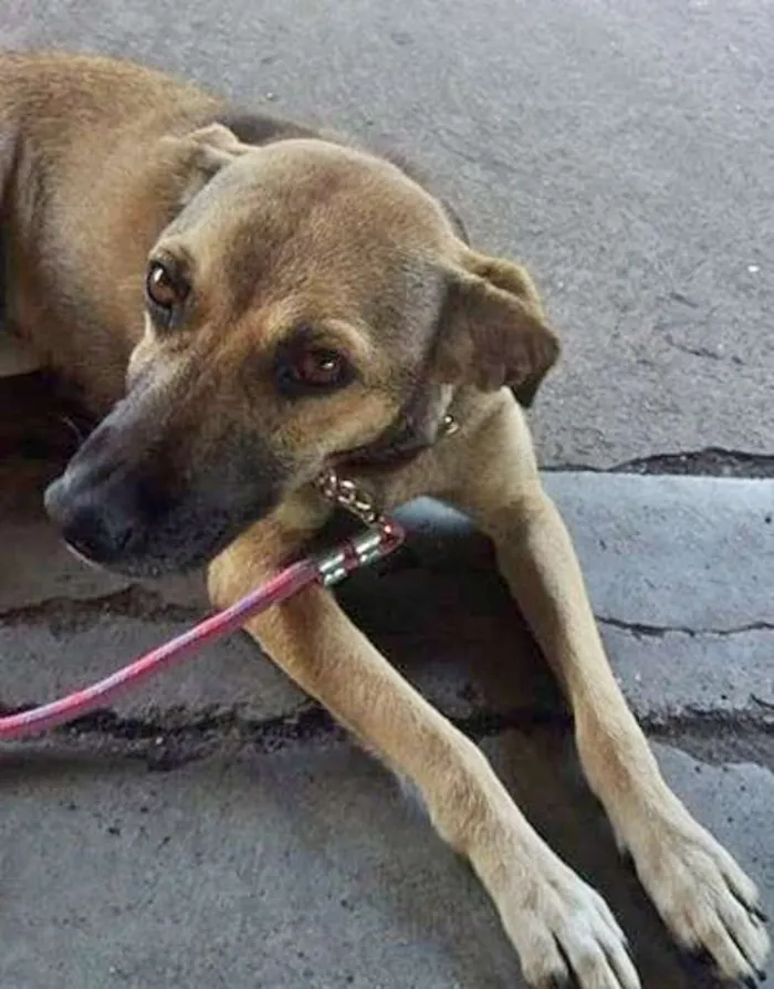 Cachorro ra a sed idade 2 anos nome gris