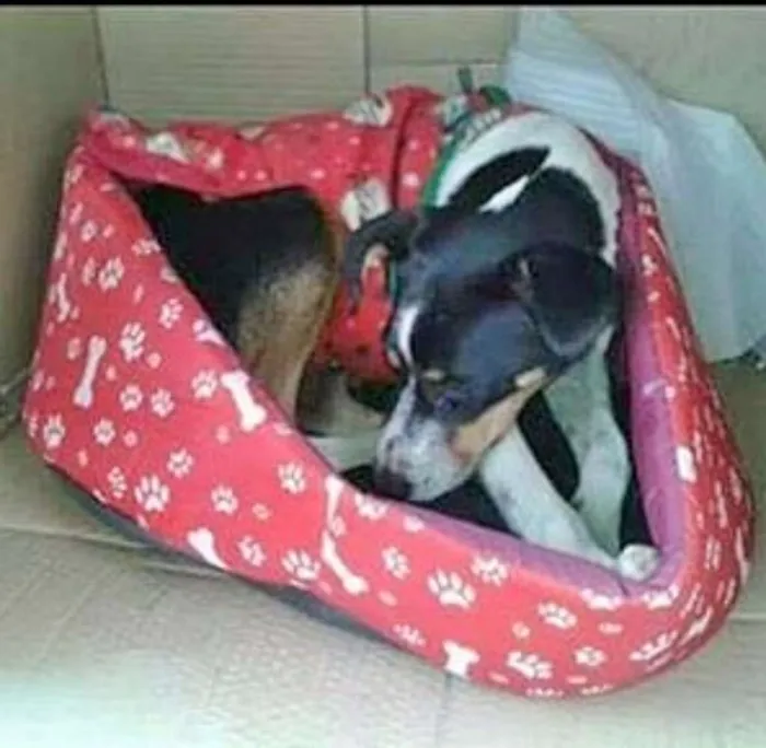 Cachorro ra a srd idade 2 anos nome guta