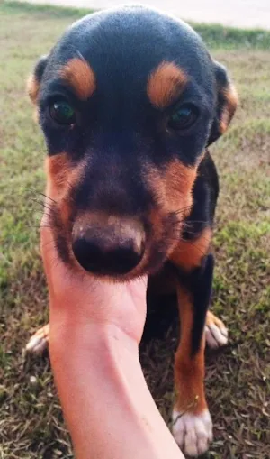 Cachorro raça Indefinida idade 2 a 6 meses nome Ainda não tem 
