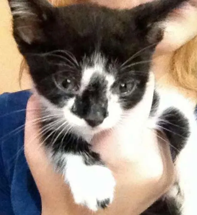 Gato raça SRD idade Abaixo de 2 meses nome Princesa