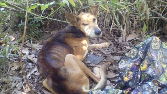 Cachorro ra a Indefinida idade  nome Não tem