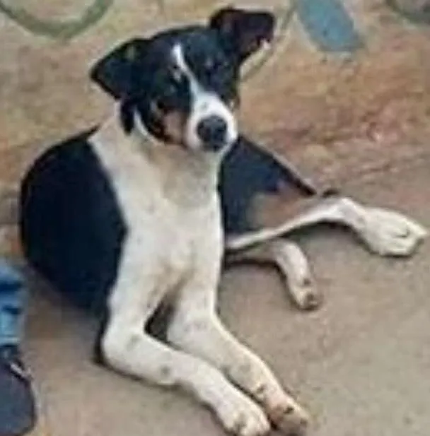 Cachorro ra a srd idade 2 anos nome guta