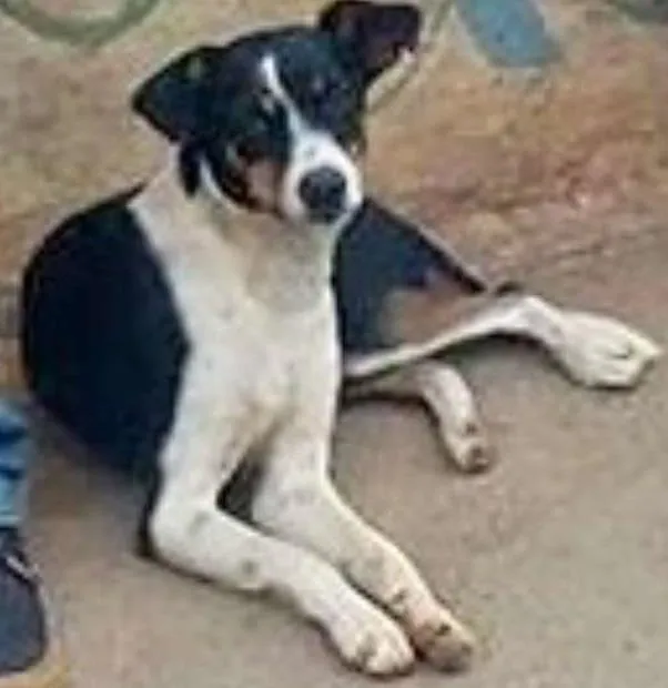 Cachorro ra a srd idade 2 anos nome guta