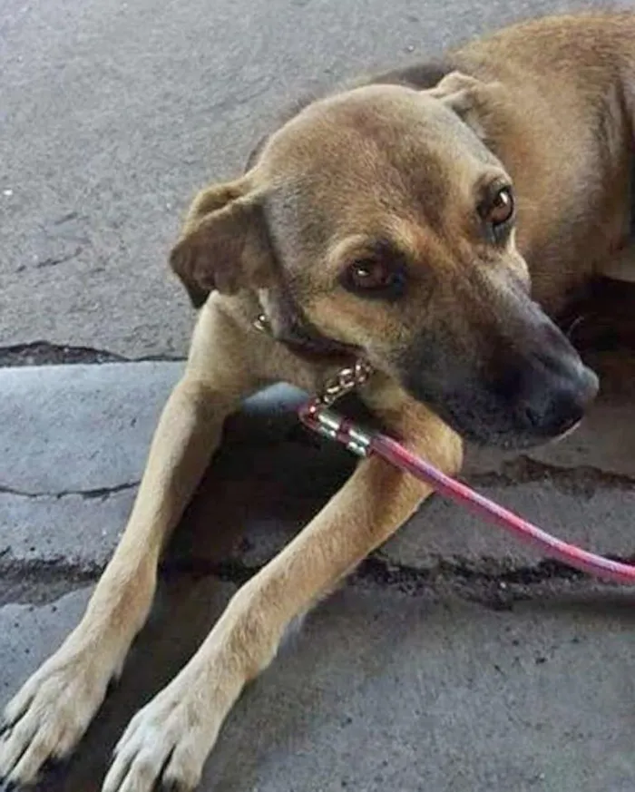 Cachorro ra a sed idade 2 anos nome gris