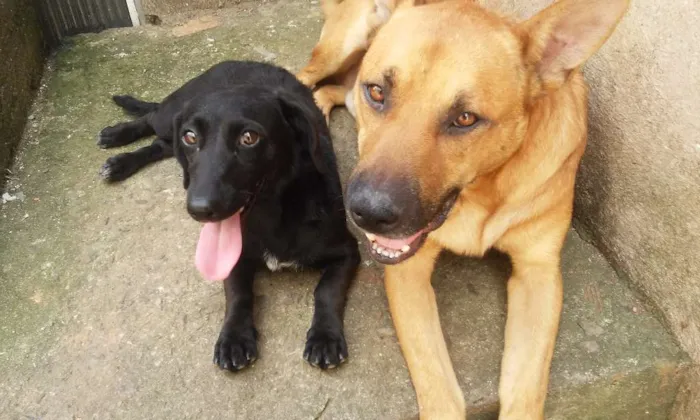 Cachorro ra a Mestiço de pastor alemão  idade 4 anos nome Amarelo