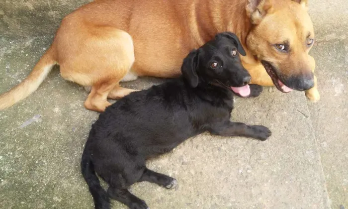 Cachorro ra a Mestiço de pastor alemão  idade 4 anos nome Amarelo