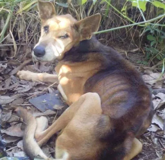 Cachorro ra a Indefinida idade  nome Não tem