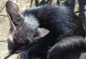 Gato raça SRD idade Abaixo de 2 meses nome Sem nome