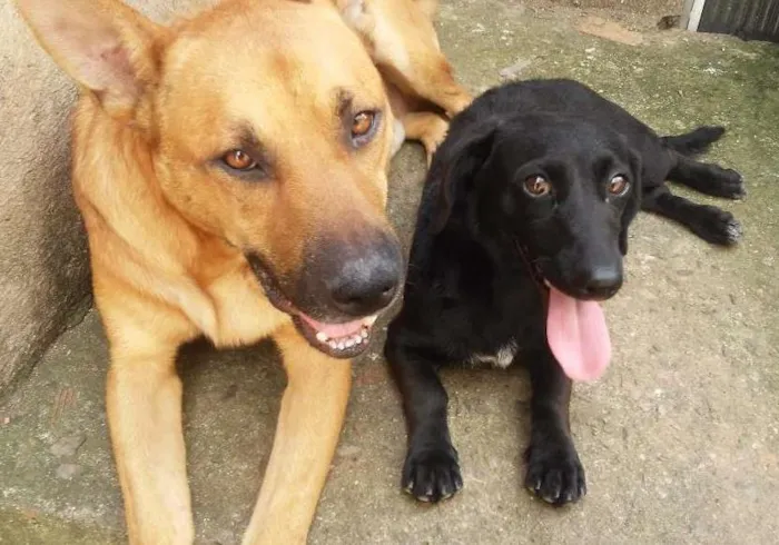 Cachorro ra a Mestiço de pastor alemão  idade 4 anos nome Amarelo