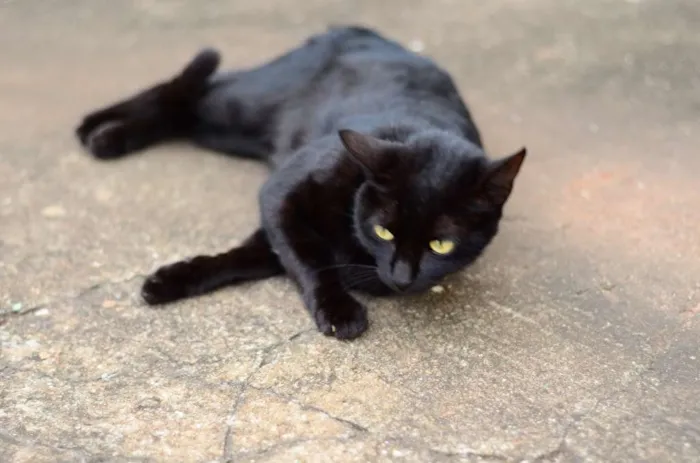 Gato ra a Siamês idade 2 anos nome HERMES