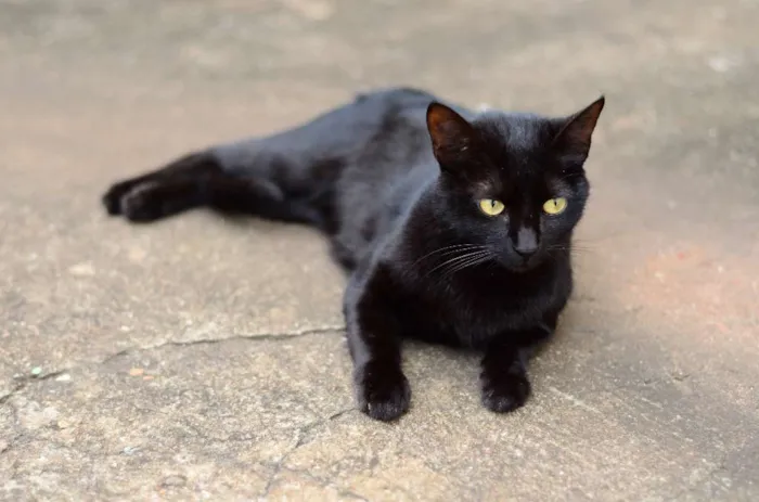 Gato ra a Siamês idade 2 anos nome HERMES
