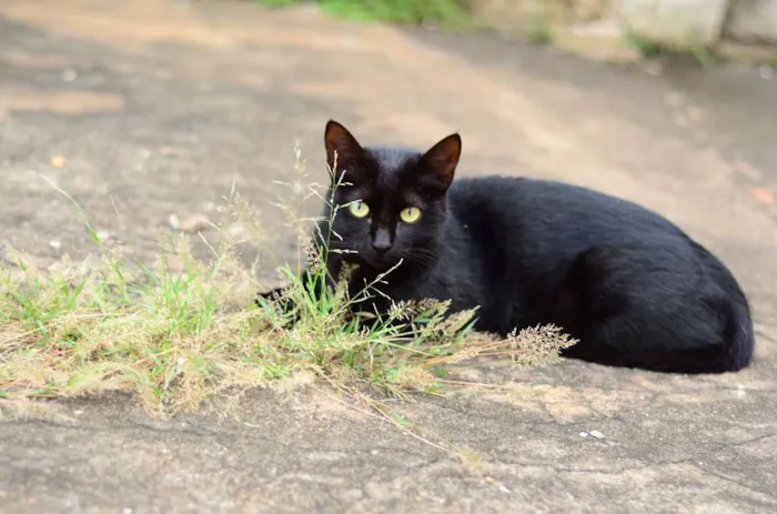 Gato ra a Siamês idade 2 anos nome HERMES