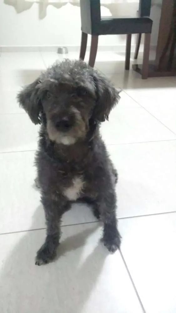Cachorro ra a mix poodle idade 1 ano nome Nina