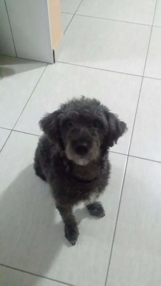 Cachorro ra a mix poodle idade 1 ano nome Nina