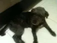 Nina