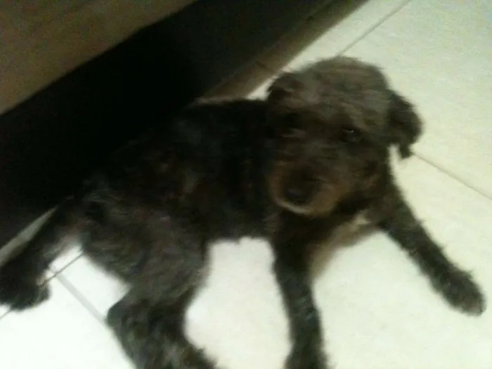 Cachorro ra a mix poodle idade 1 ano nome Nina