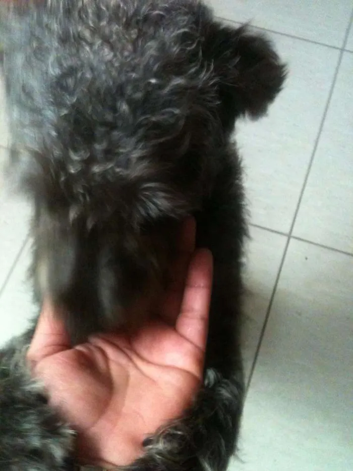 Cachorro ra a mix poodle idade 1 ano nome Nina