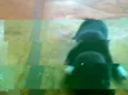 varios