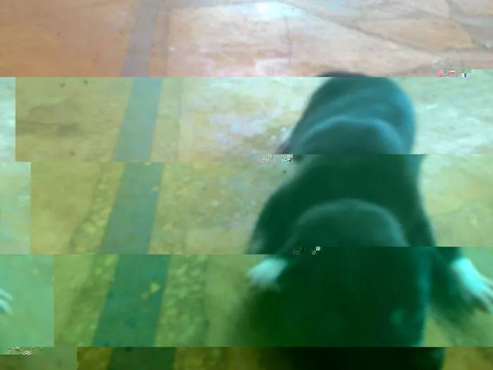 Cachorro ra a desconhecida idade Abaixo de 2 meses nome varios