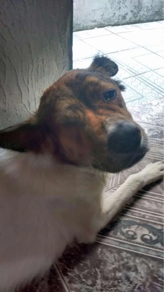 Cachorro ra a srd idade 2 anos nome kiko