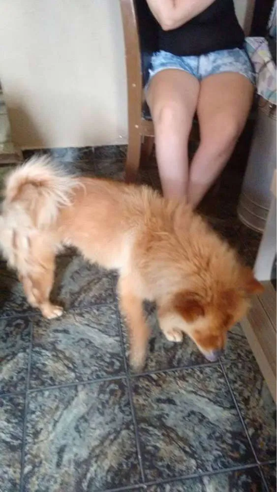 Cachorro ra a Chow Chow idade 1 ano nome CINDY