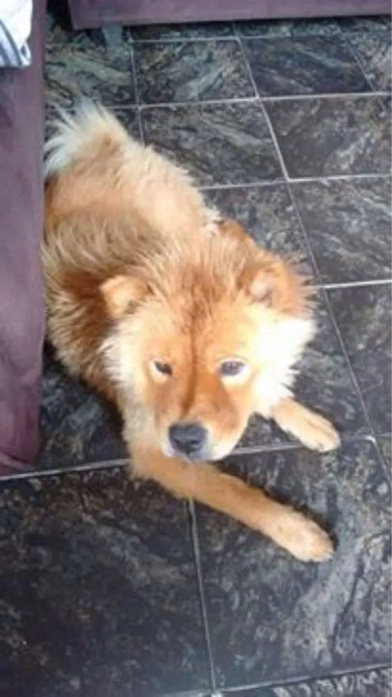 Cachorro ra a Chow Chow idade 1 ano nome CINDY
