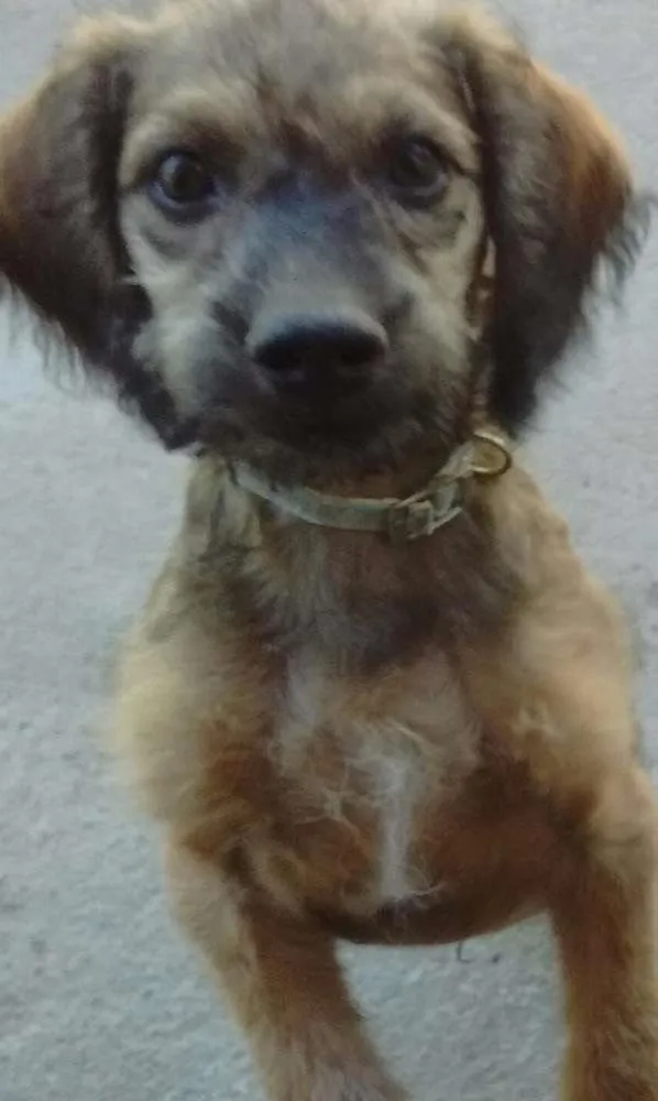 Cachorro ra a Poodle e viralata idade 2 a 6 meses nome Sem nomes