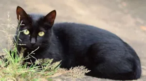 Gato raça Siamês idade 2 anos nome HERMES