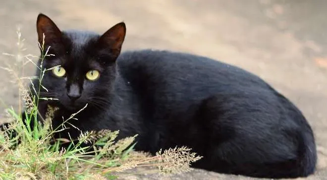 Gato ra a Siamês idade 2 anos nome HERMES