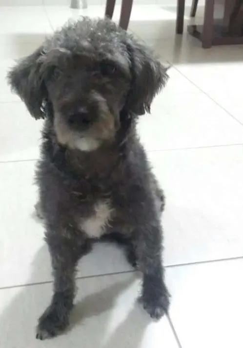 Cachorro ra a mix poodle idade 1 ano nome Nina